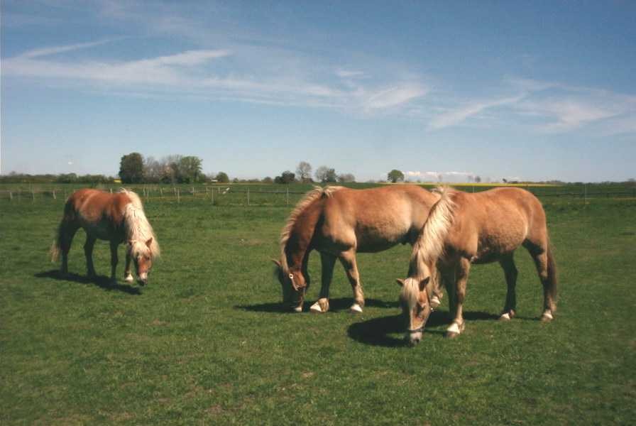 Unsere Haflinger