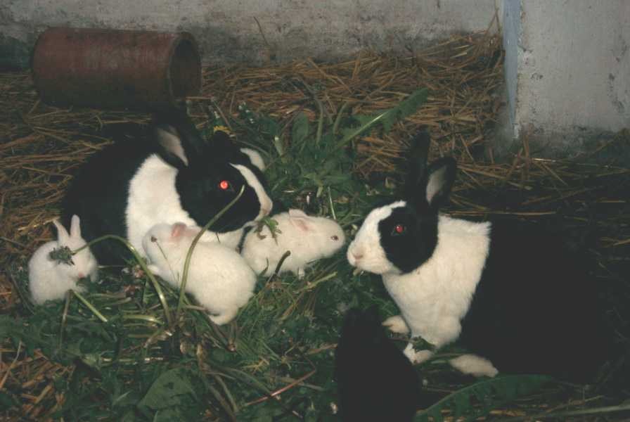 Kaninchen mit Jungen