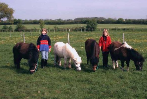 {Unsere Ponies}